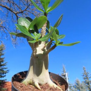 Adenium Baobab
