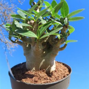 Adenium Baobab