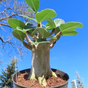 Adenium Baobab