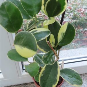 Hoya australis blondie