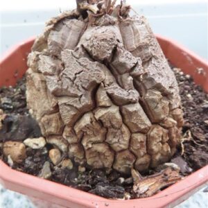 Dioscorea elephantipes