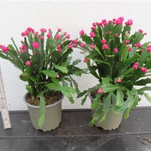 Weihnachtskaktus, Schlumbergera Thor Wild Cactus, pink blühend