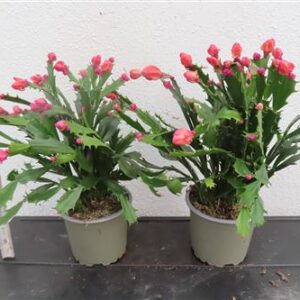 Weihnachtskaktus, Schlumbergera Thor Wild Cactus, pink blühend