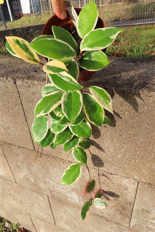 Hoya carnosa Flamingo Dream – Bild 3