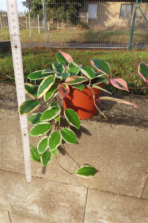Hoya carnosa Flamingo Dream – Bild 2