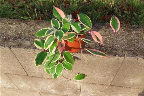 Hoya carnosa Flamingo Dream – Bild 3