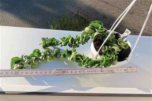 Hoya carnosa compacta krinkle – Bild 3