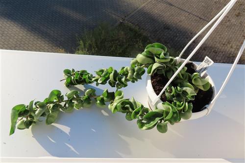 Hoya carnosa compacta krinkle – Bild 2
