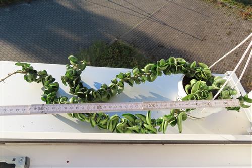Hoya carnosa compacta krinkle – Bild 3