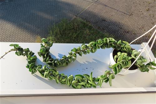 Hoya carnosa compacta krinkle – Bild 2