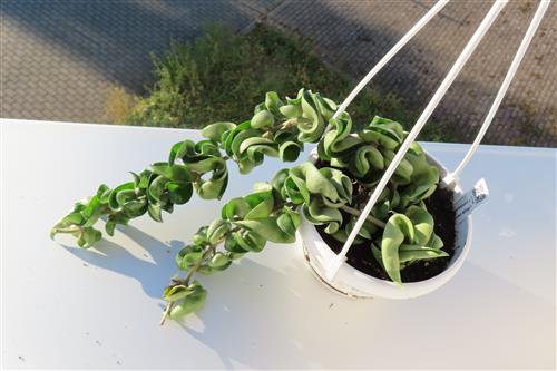 Hoya carnosa compacta krinkle – Bild 2