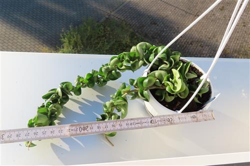 Hoya carnosa compacta krinkle – Bild 3