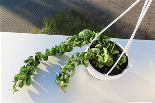 Hoya carnosa compacta krinkle – Bild 2