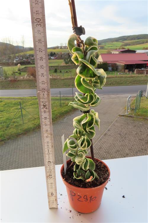 Hoya carnosa compacta regalis – Bild 2