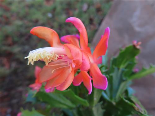 Weihnachtskaktus, Schlumbergera Thor Wild Cactus,orange blühend – Bild 2
