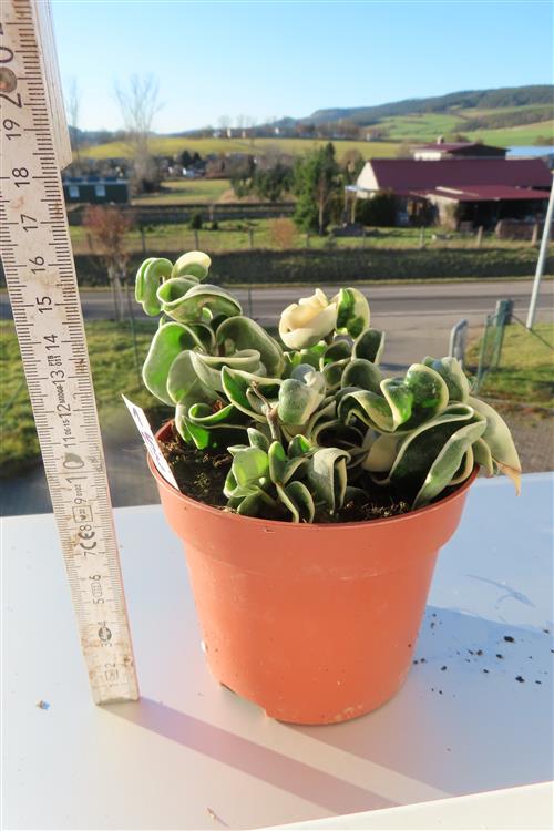 Hoya carnosa compacta regalis – Bild 3