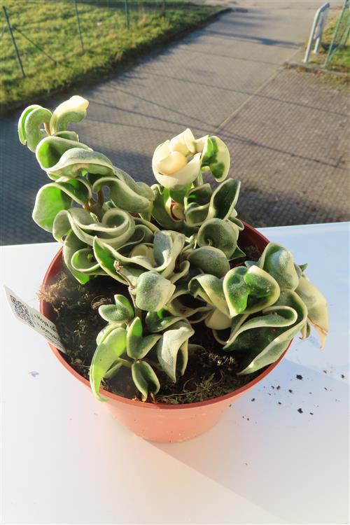 Hoya carnosa compacta regalis – Bild 2