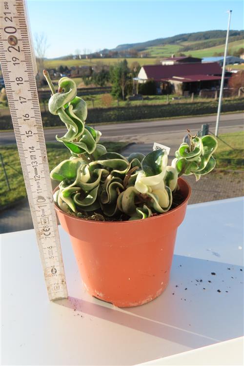 Hoya carnosa compacta regalis – Bild 4