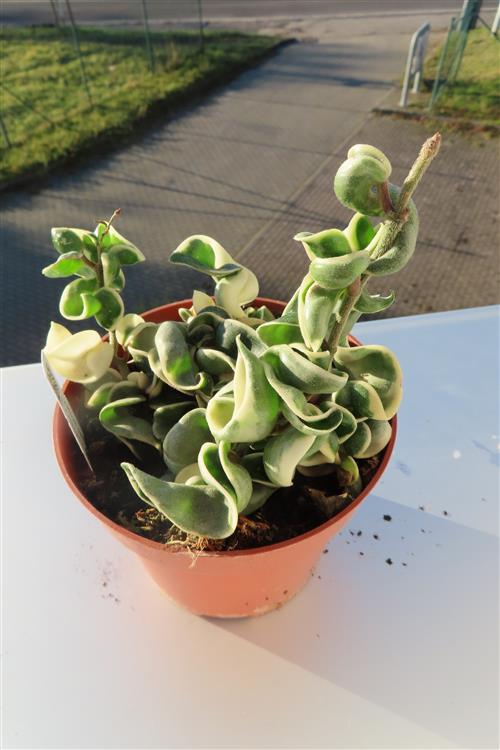 Hoya carnosa compacta regalis – Bild 2