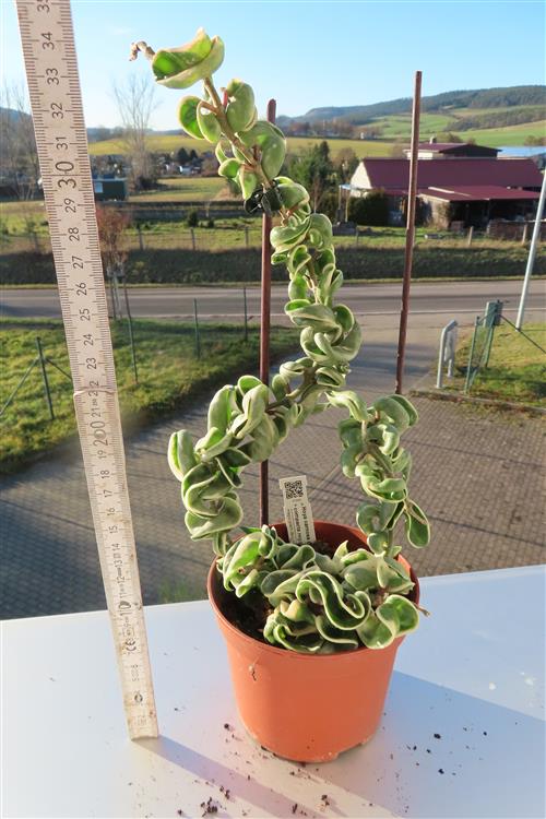 Hoya carnosa compacta regalis – Bild 2
