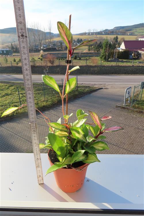 Hoya carnosa tricolor – Bild 2