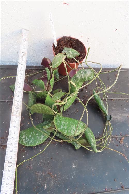 Hoya imbricata – Bild 2