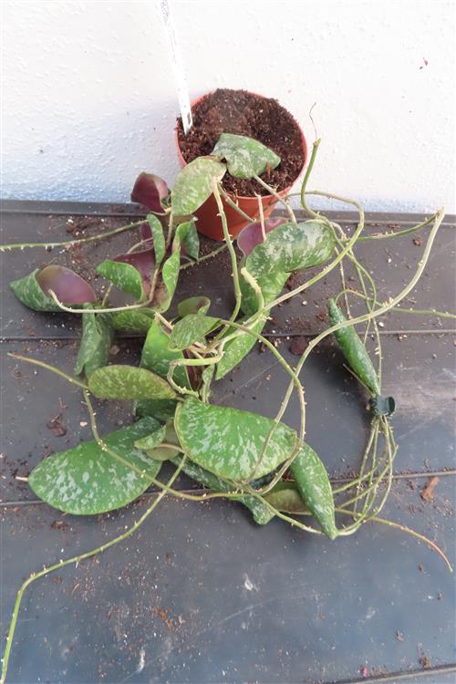 Hoya imbricata – Bild 3