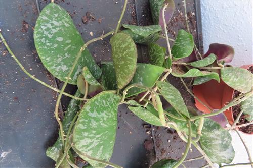 Hoya imbricata – Bild 4