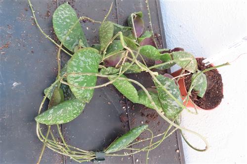 Hoya imbricata – Bild 5