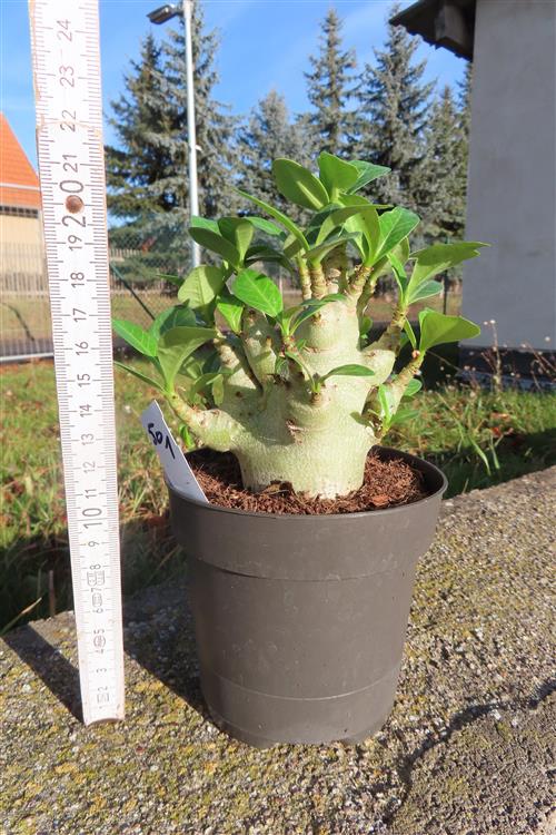 Adenium Baobab – Bild 3