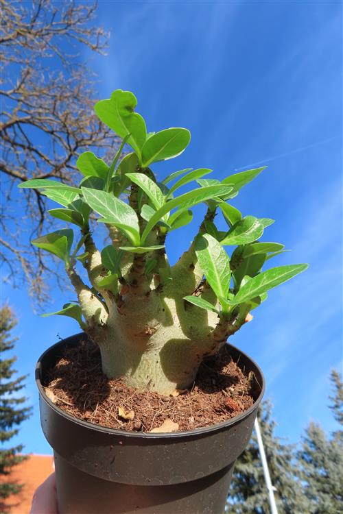 Adenium Baobab – Bild 2