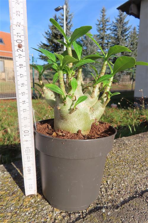 Adenium Baobab – Bild 2