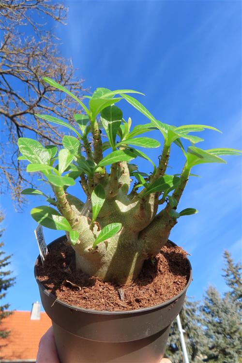 Adenium Baobab – Bild 4