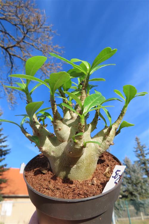 Adenium Baobab – Bild 3