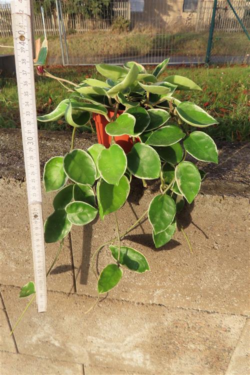 Hoya carnosa Krimson Queen – Bild 2