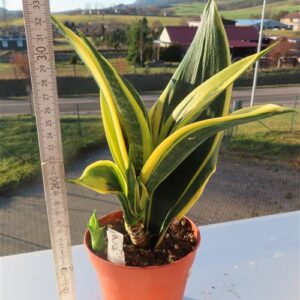 Sansevieria Golden Flame
