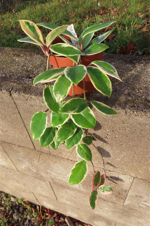 Hoya carnosa Flamingo Dream