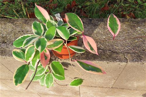 Hoya carnosa Flamingo Dream