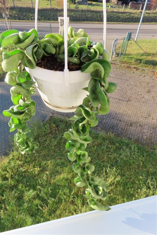 Hoya carnosa compacta krinkle