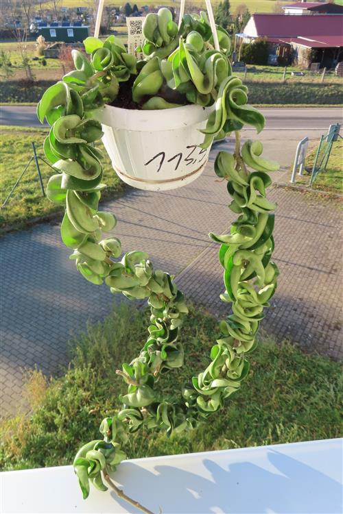 Hoya carnosa compacta krinkle