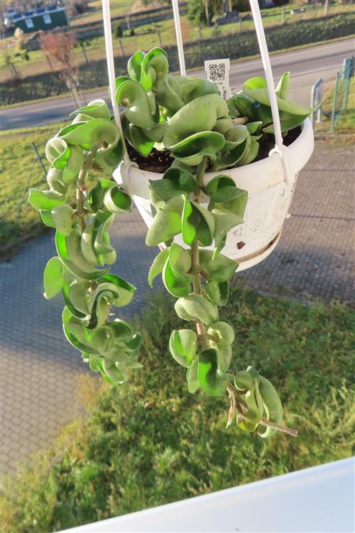 Hoya carnosa compacta krinkle
