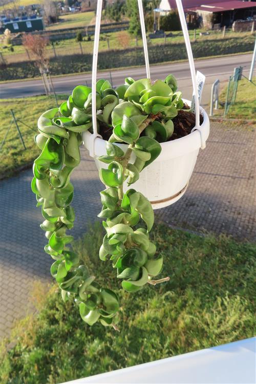 Hoya carnosa compacta krinkle