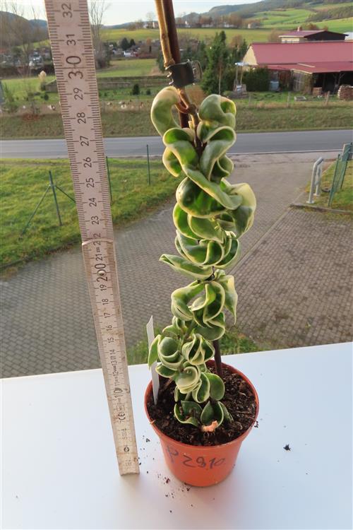 Hoya carnosa compacta regalis