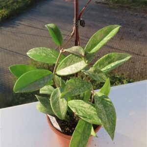 Hoya pubicalix splash Silver Spot