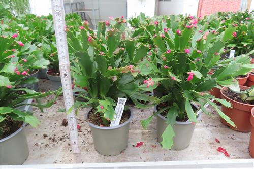 Weihnachtskaktus, Schlumbergera Thor Wild Cactus,orange blühend