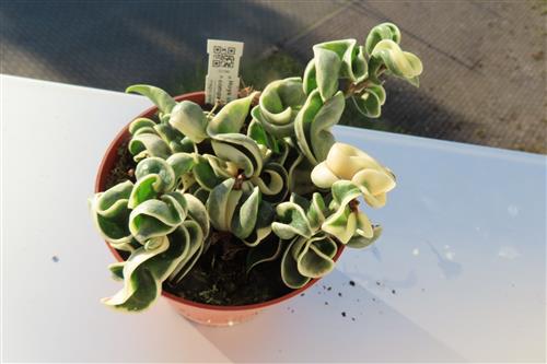 Hoya carnosa compacta regalis