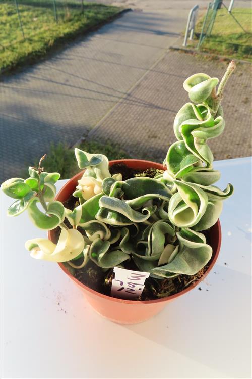 Hoya carnosa compacta regalis