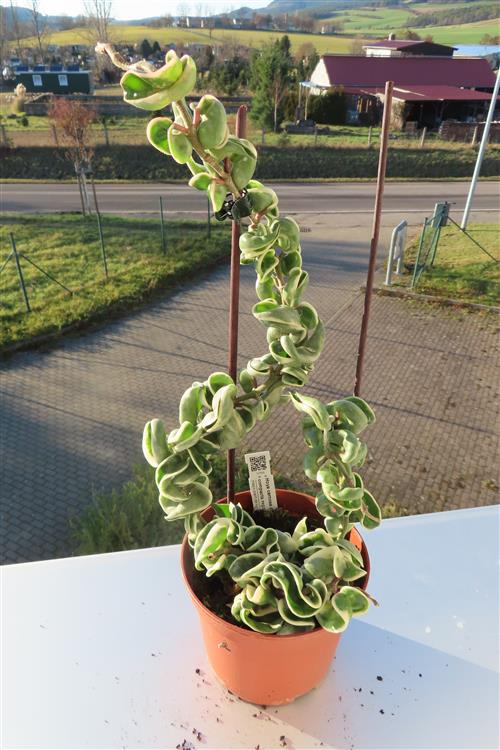 Hoya carnosa compacta regalis