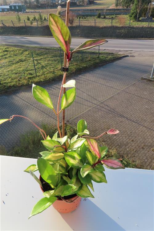 Hoya carnosa tricolor