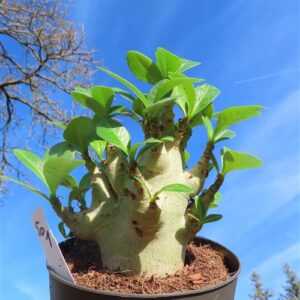 Adenium Baobab